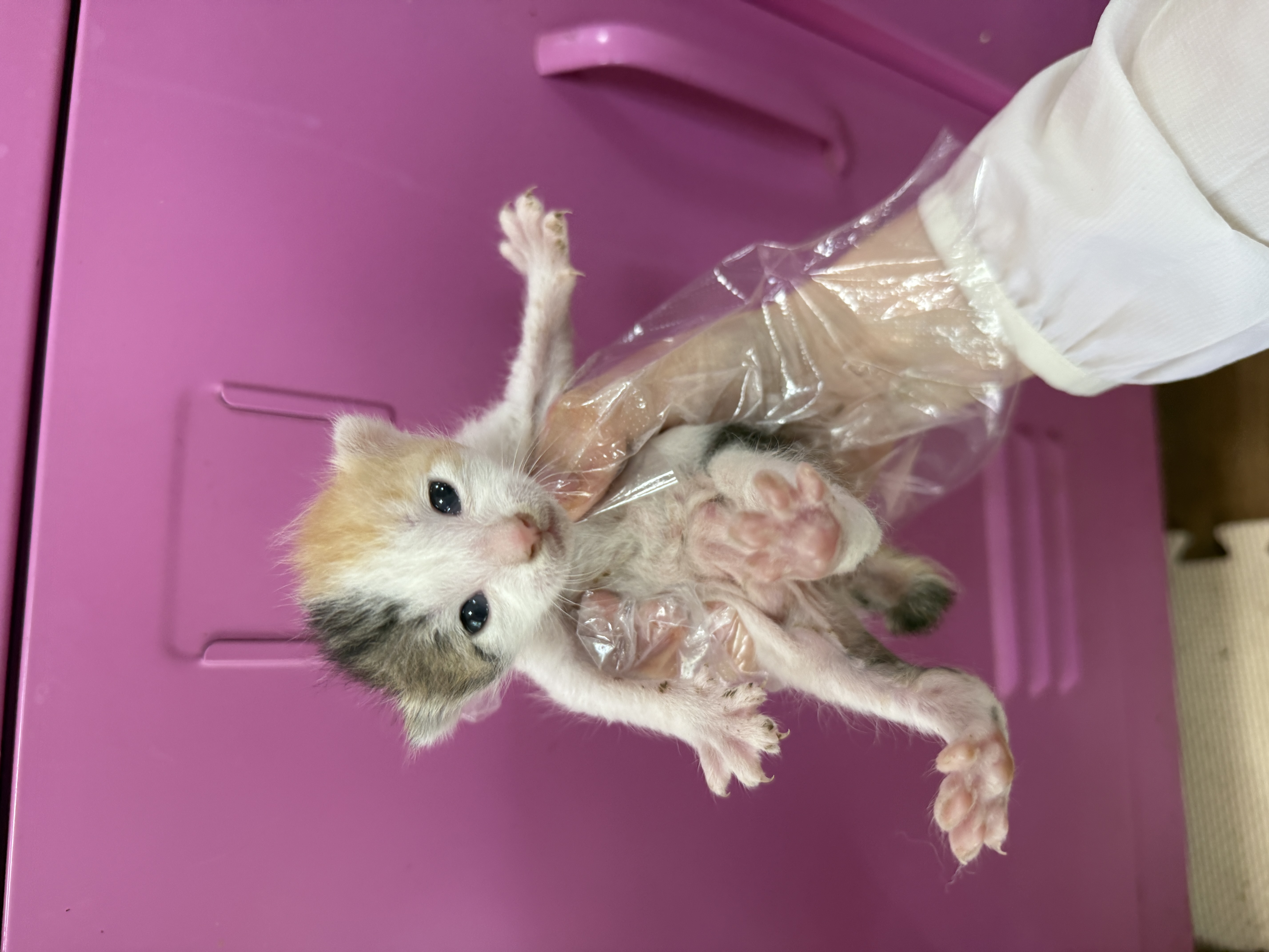 [고양이] 한국 고양이 울산-중구-2025-00118 유기동물 배경 이미지 입니다.