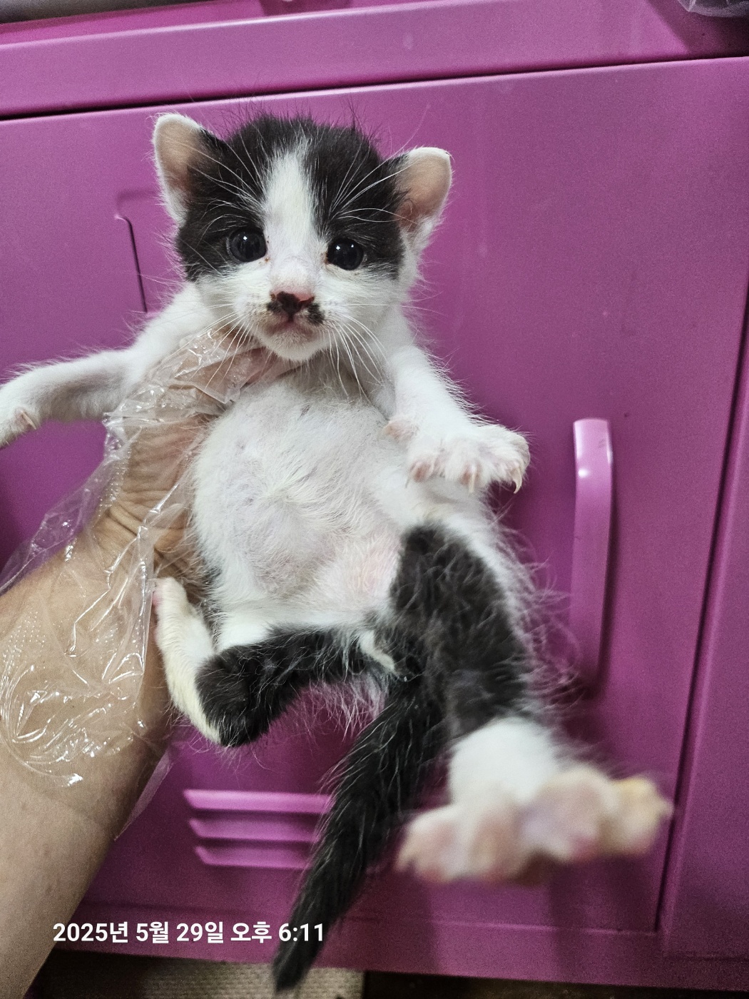 [고양이] 한국 고양이 울산-북구-2025-00125 유기동물 배경 이미지 입니다.