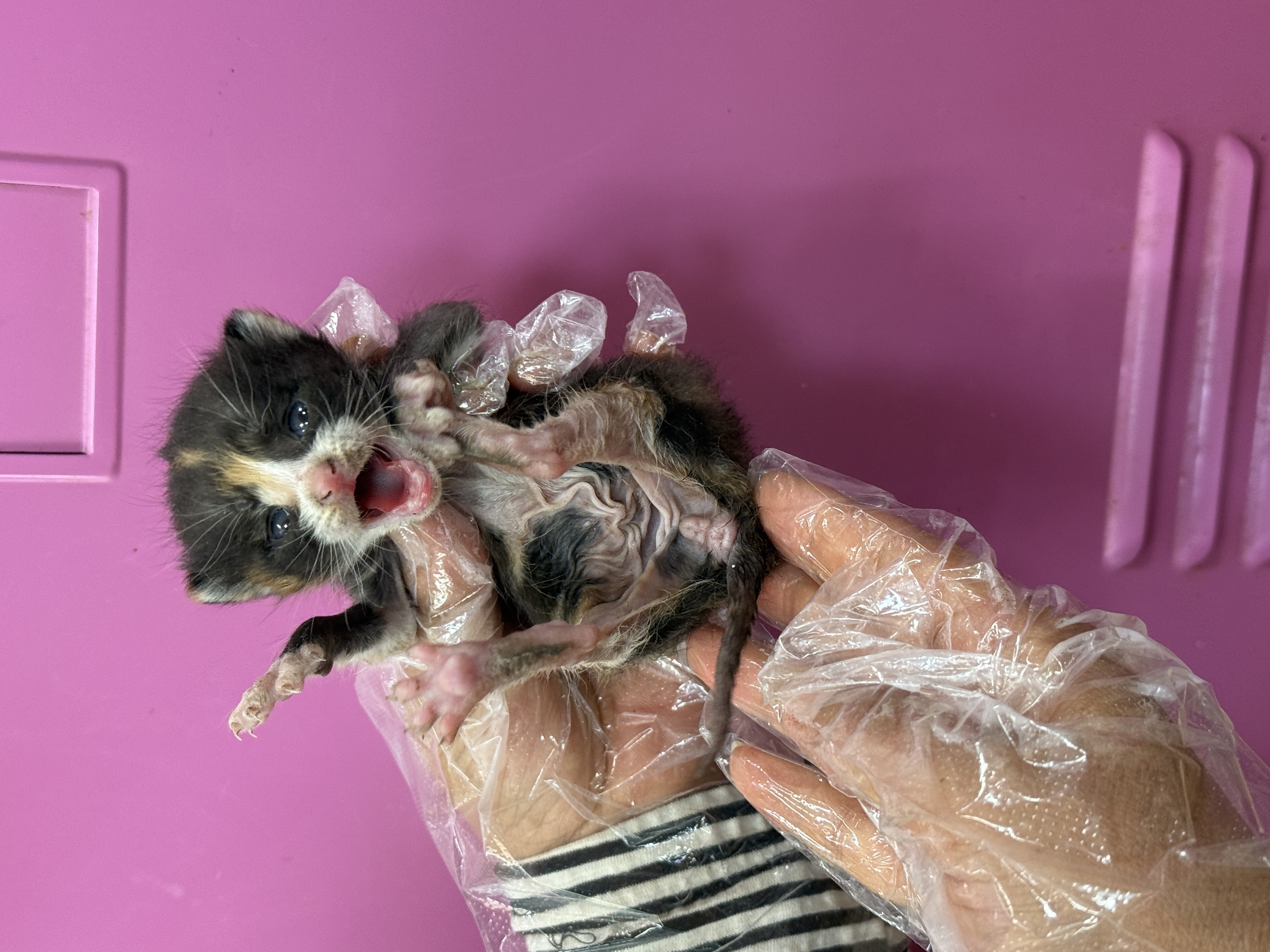 [고양이] 한국 고양이 울산-중구-2025-00121 유기동물 배경 이미지 입니다.