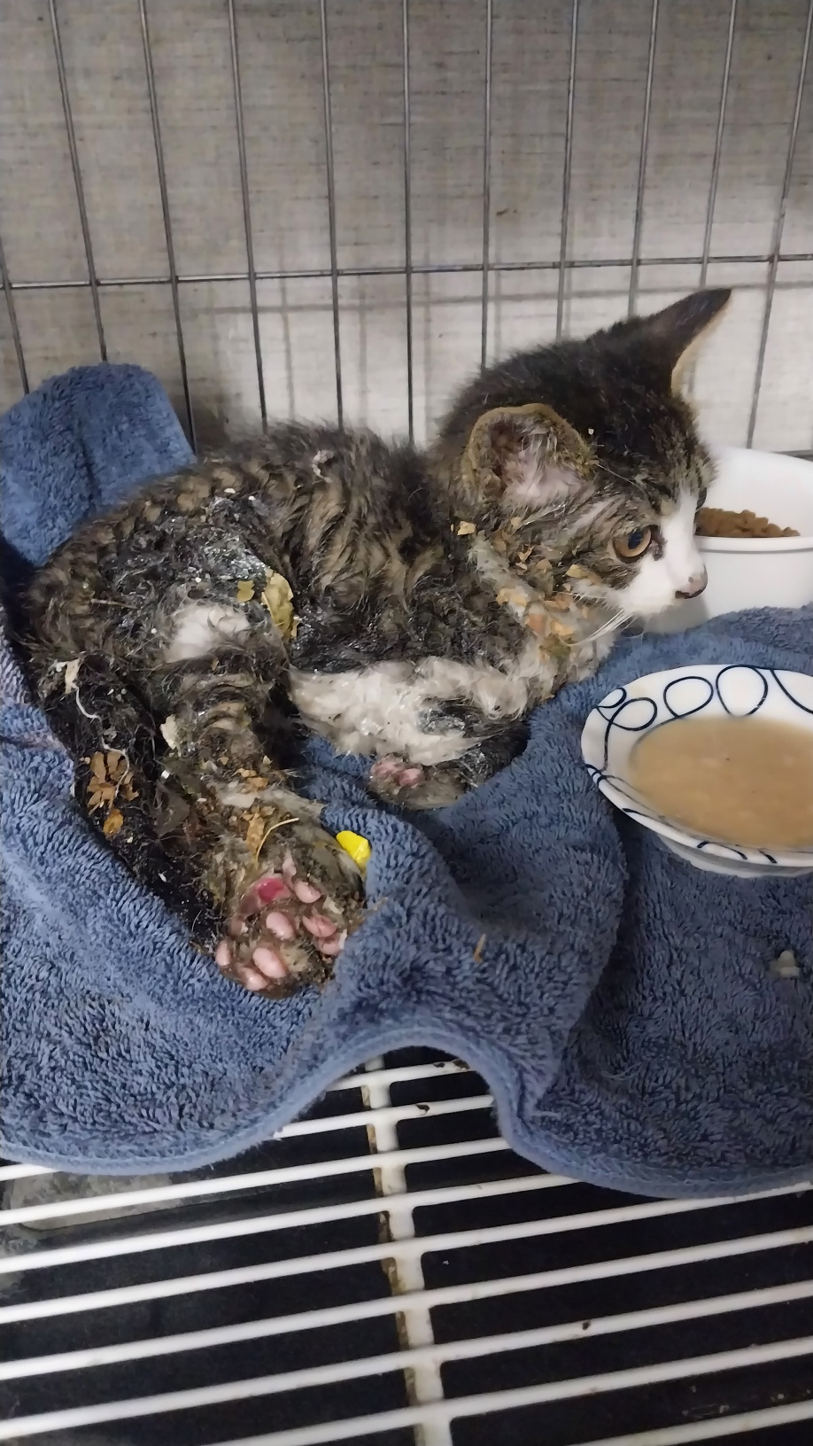 [고양이] 한국 고양이 인천-서구-2025-00395 유기동물 배경 이미지 입니다.