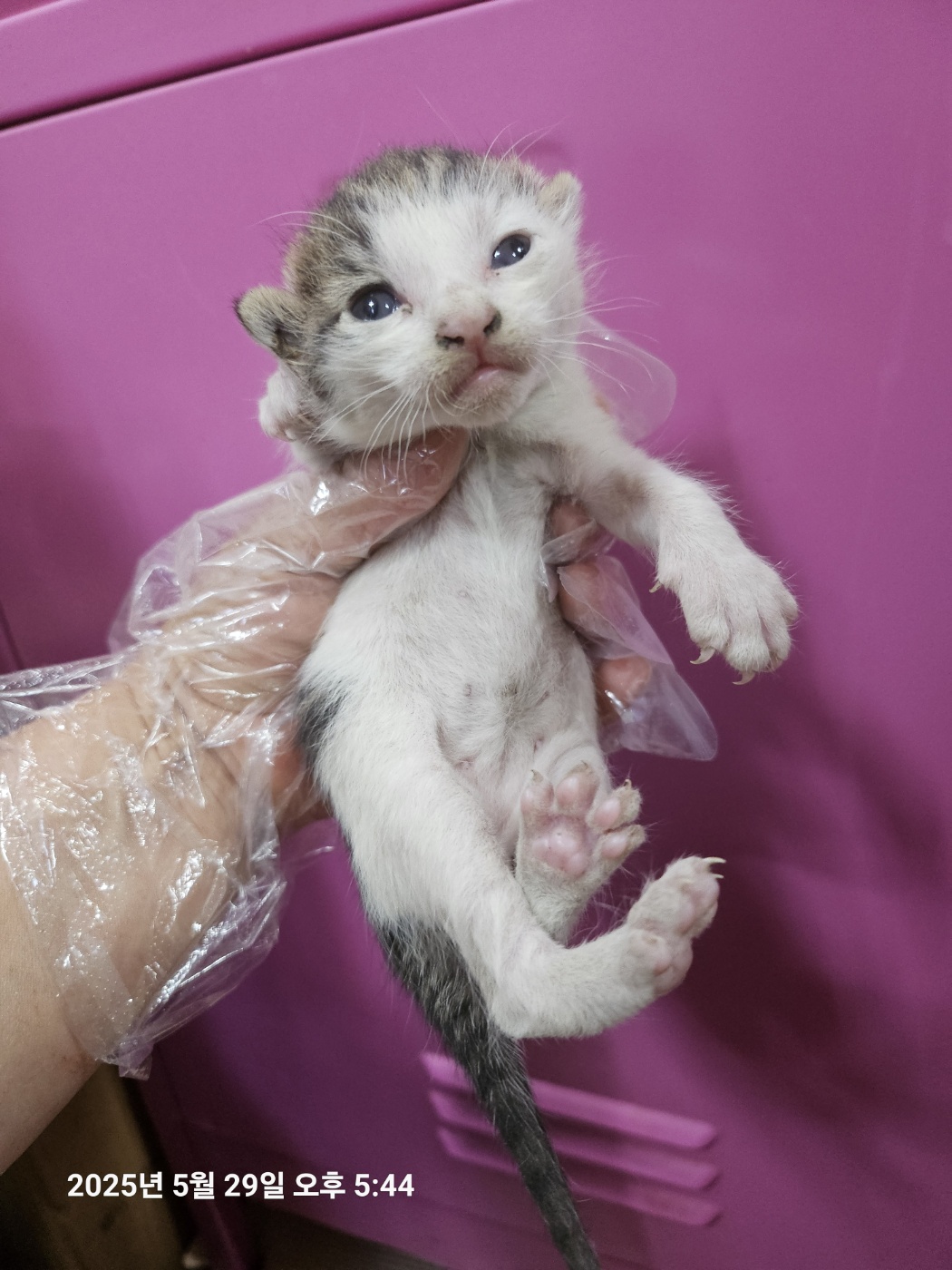 [고양이] 한국 고양이 울산-북구-2025-00123 유기동물 배경 이미지 입니다.