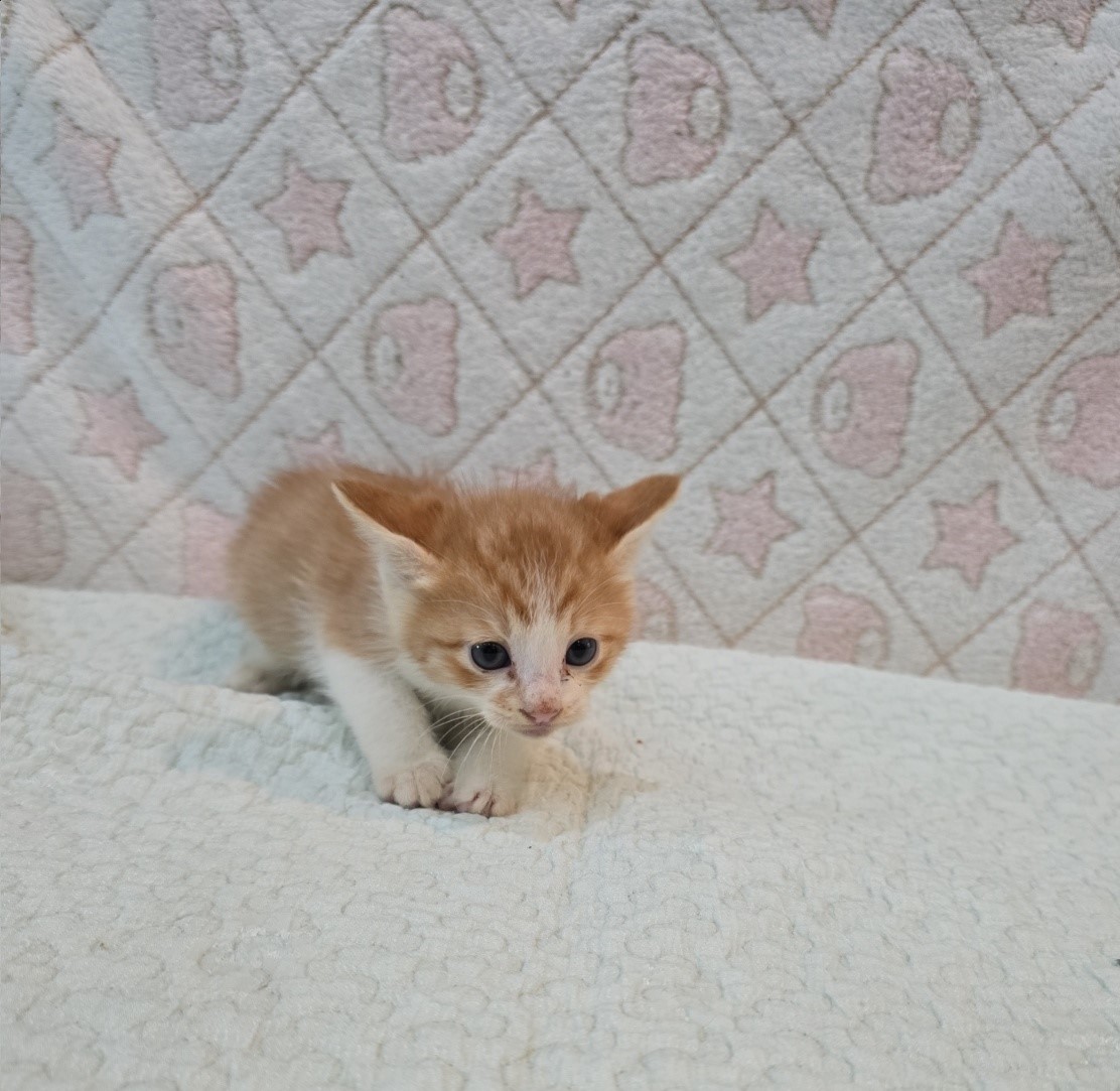 [고양이] 믹스묘 전북-군산-2025-00559 유기동물 배경 이미지 입니다.