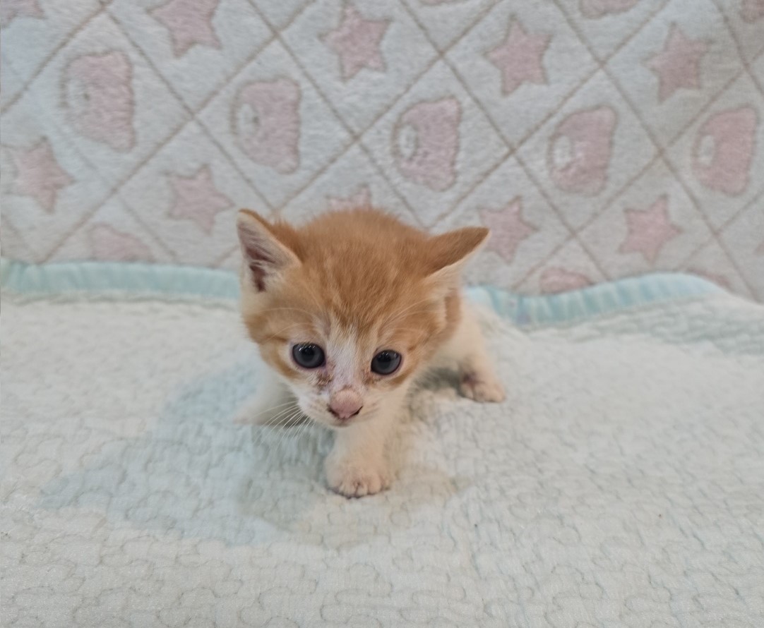 [고양이] 믹스묘 전북-군산-2025-00561 유기동물 배경 이미지 입니다.