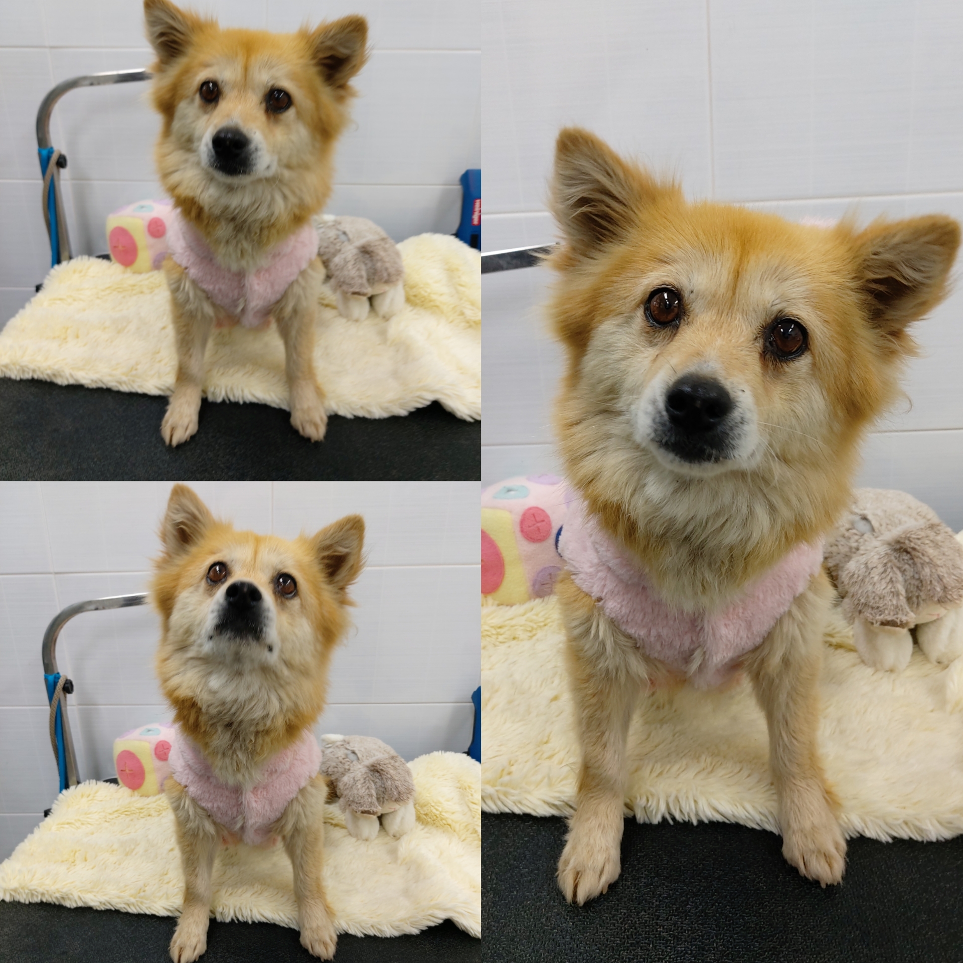 경주동물사랑보호센터_447505202500498