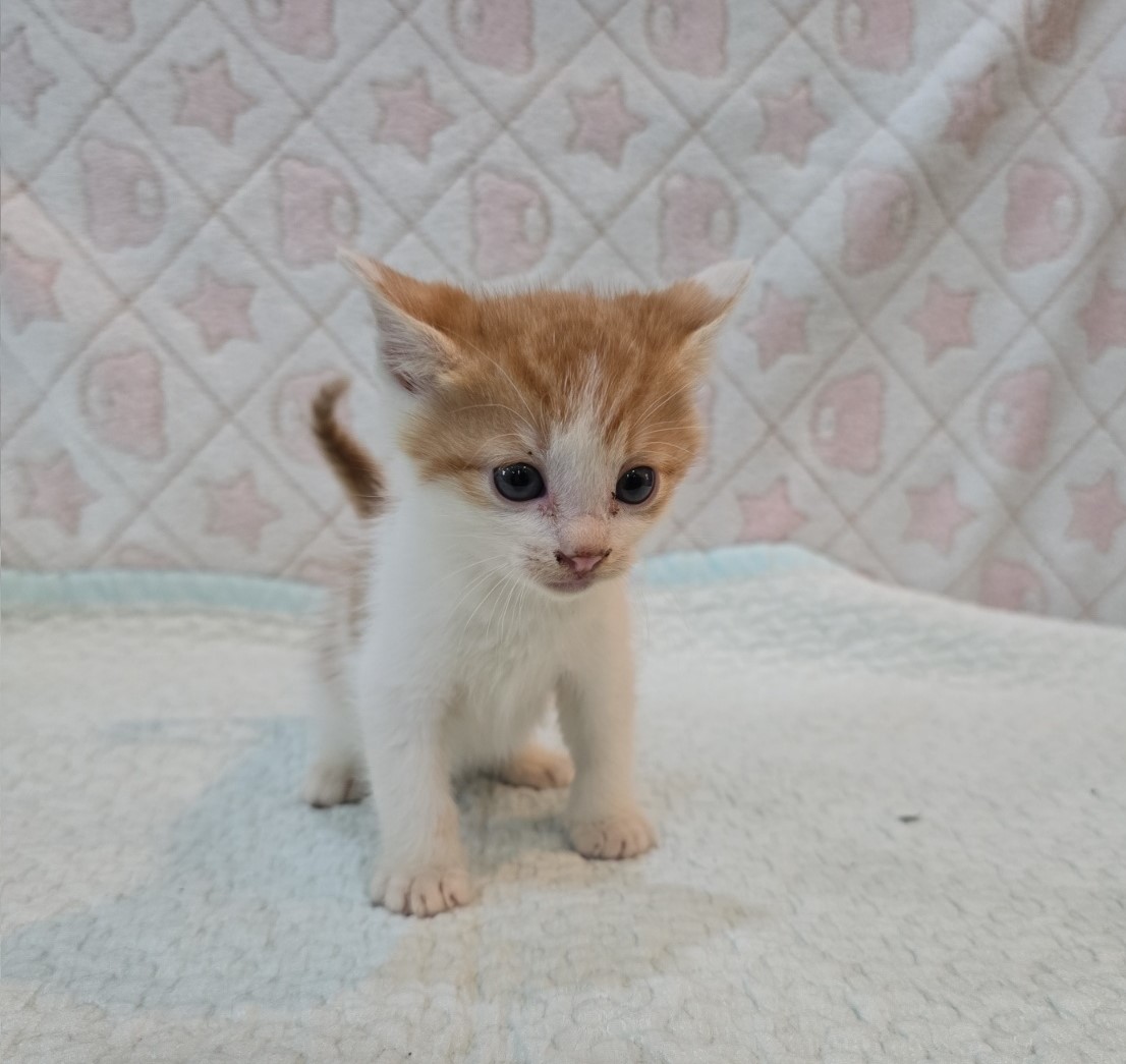 [고양이] 믹스묘 전북-군산-2025-00560 유기동물 배경 이미지 입니다.