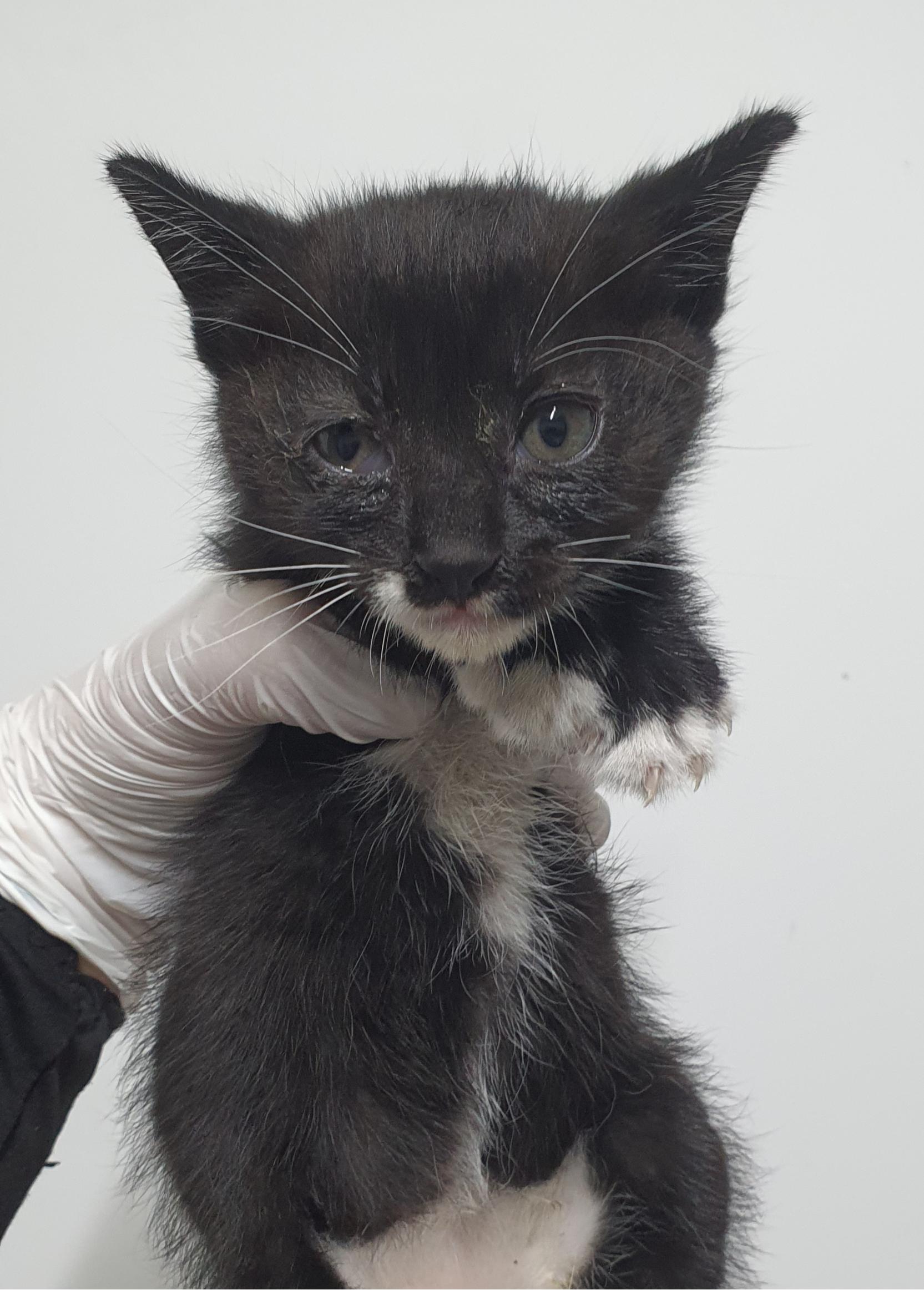 [고양이] 한국 고양이 인천-남동-2025-00164 유기동물 배경 이미지 입니다.