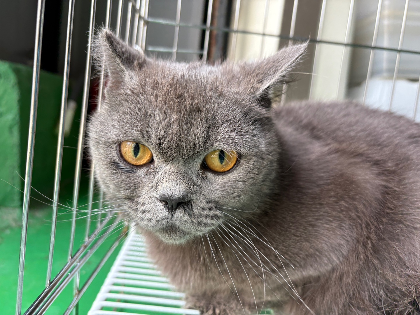 [고양이] 브리티시 쇼트헤어 경기-안산-2025-00380 유기동물 배경 이미지 입니다.