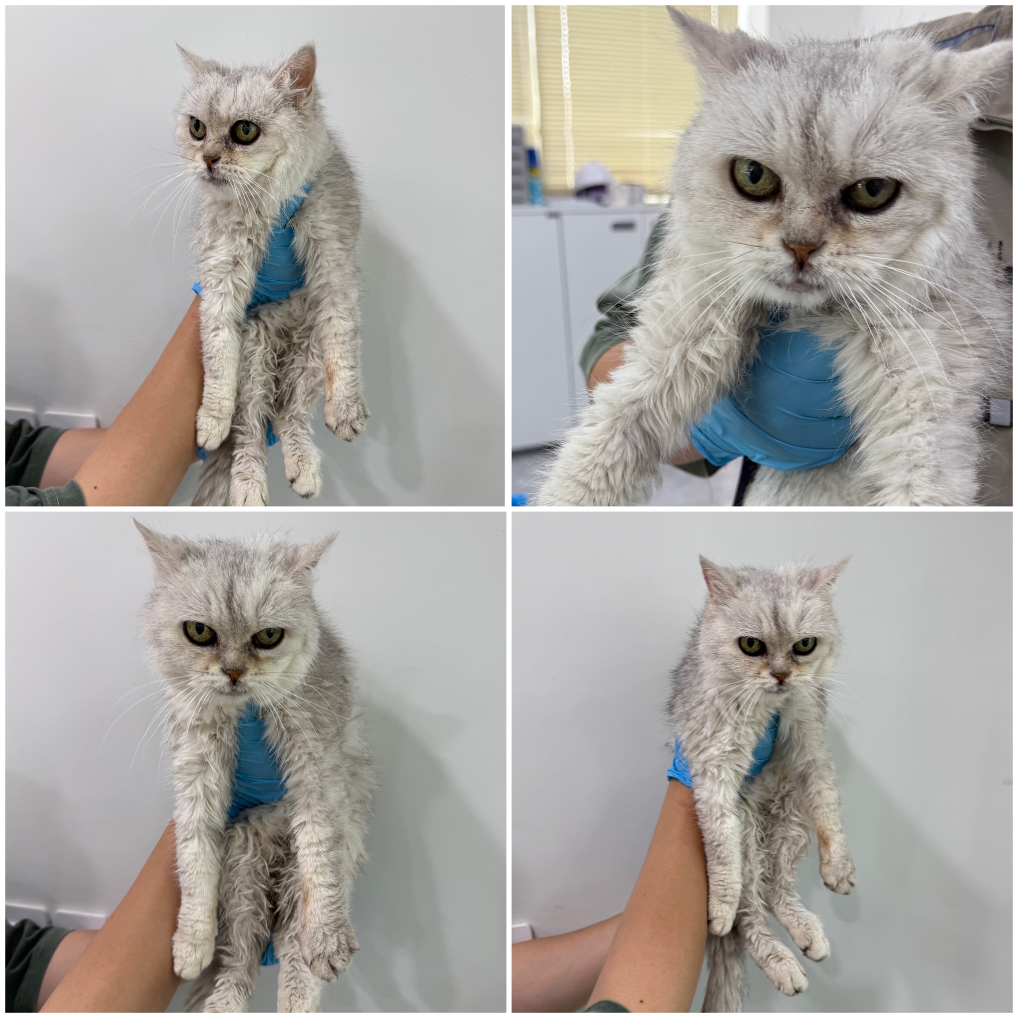 [고양이] 페르시안-페르시안 친칠라 충남-천안-2025-00304 유기동물 배경 이미지 입니다.