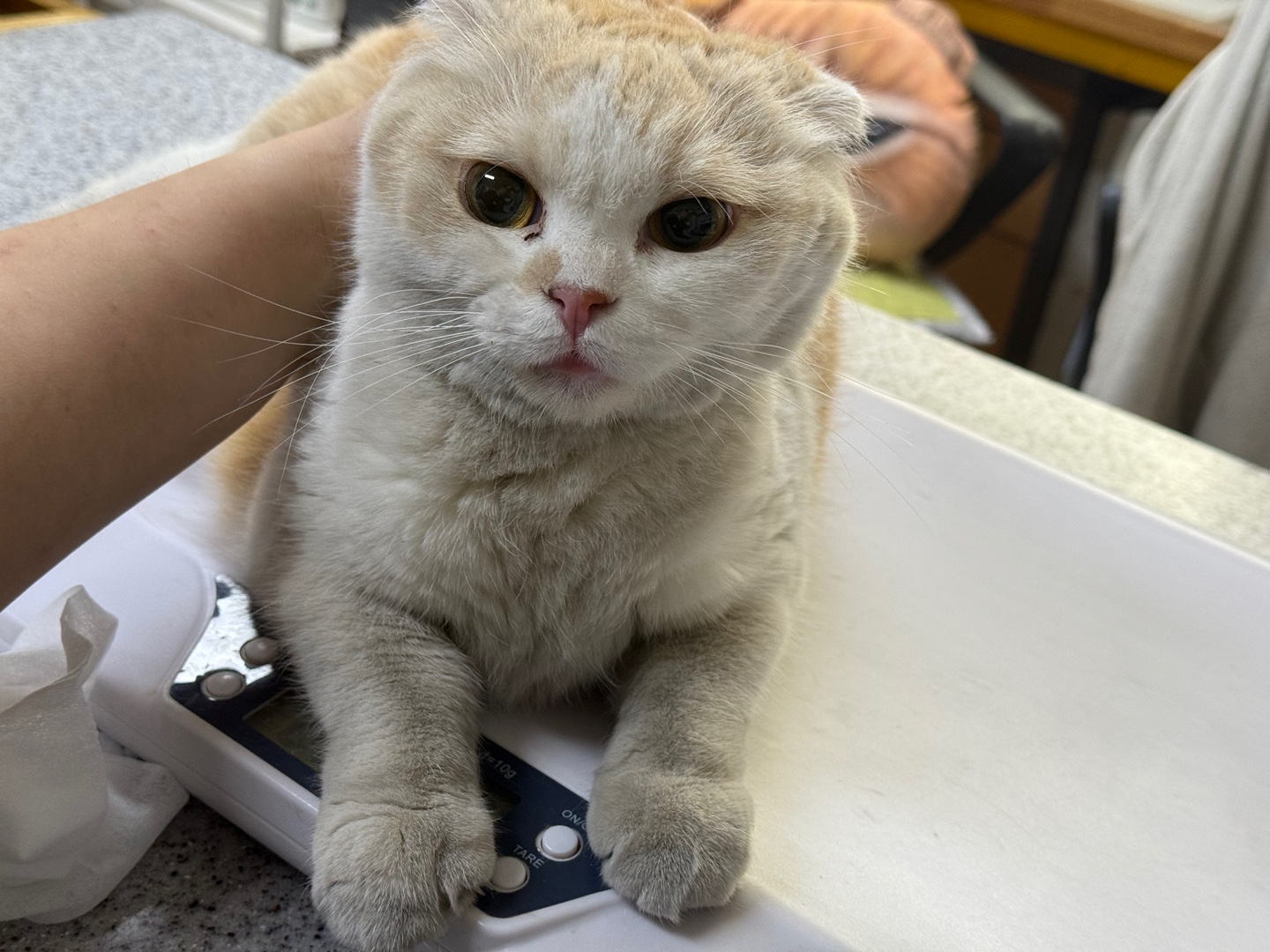 [고양이] 한국 고양이 광주-남구-2025-00138 유기동물 배경 이미지 입니다.