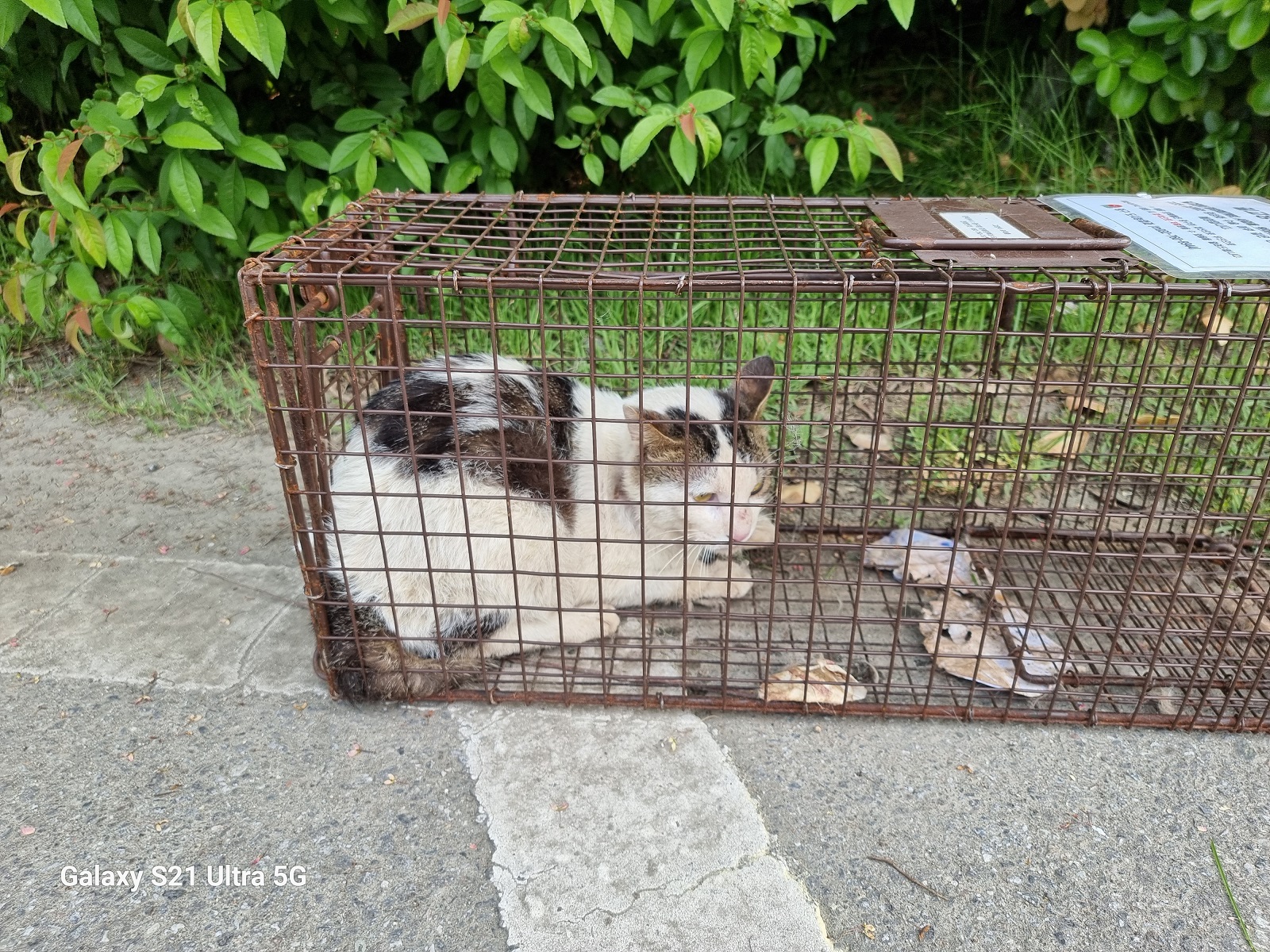 [고양이] 한국 고양이 인천-연수-2025-00063 유기동물 배경 이미지 입니다.