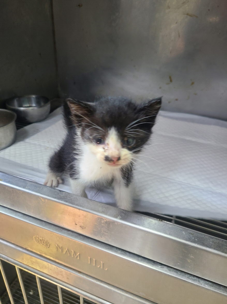 [고양이] 한국 고양이 강원-속초-2025-00082 유기동물 배경 이미지 입니다.