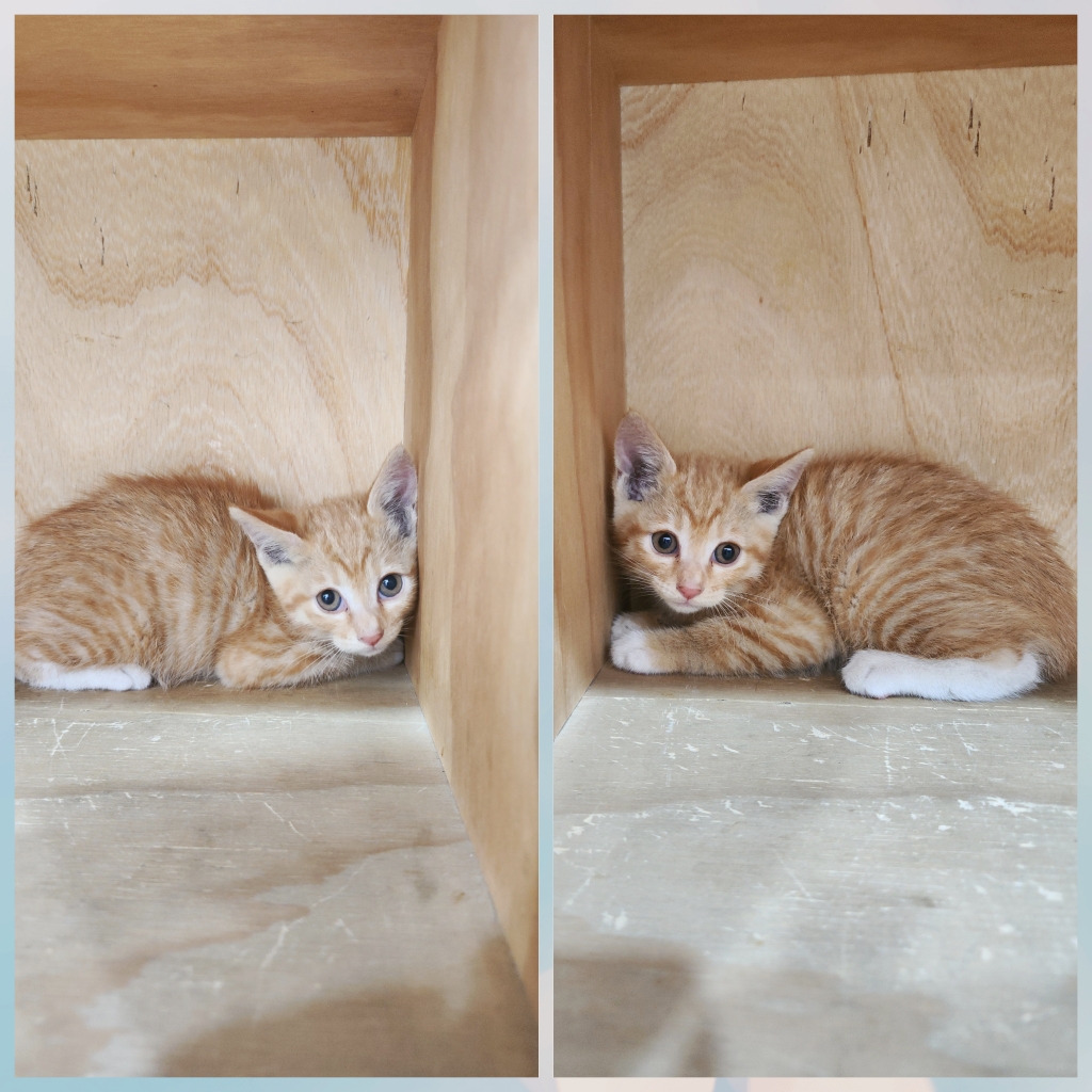 [고양이] 한국 고양이 대구-중구-2025-00133 유기동물 배경 이미지 입니다.