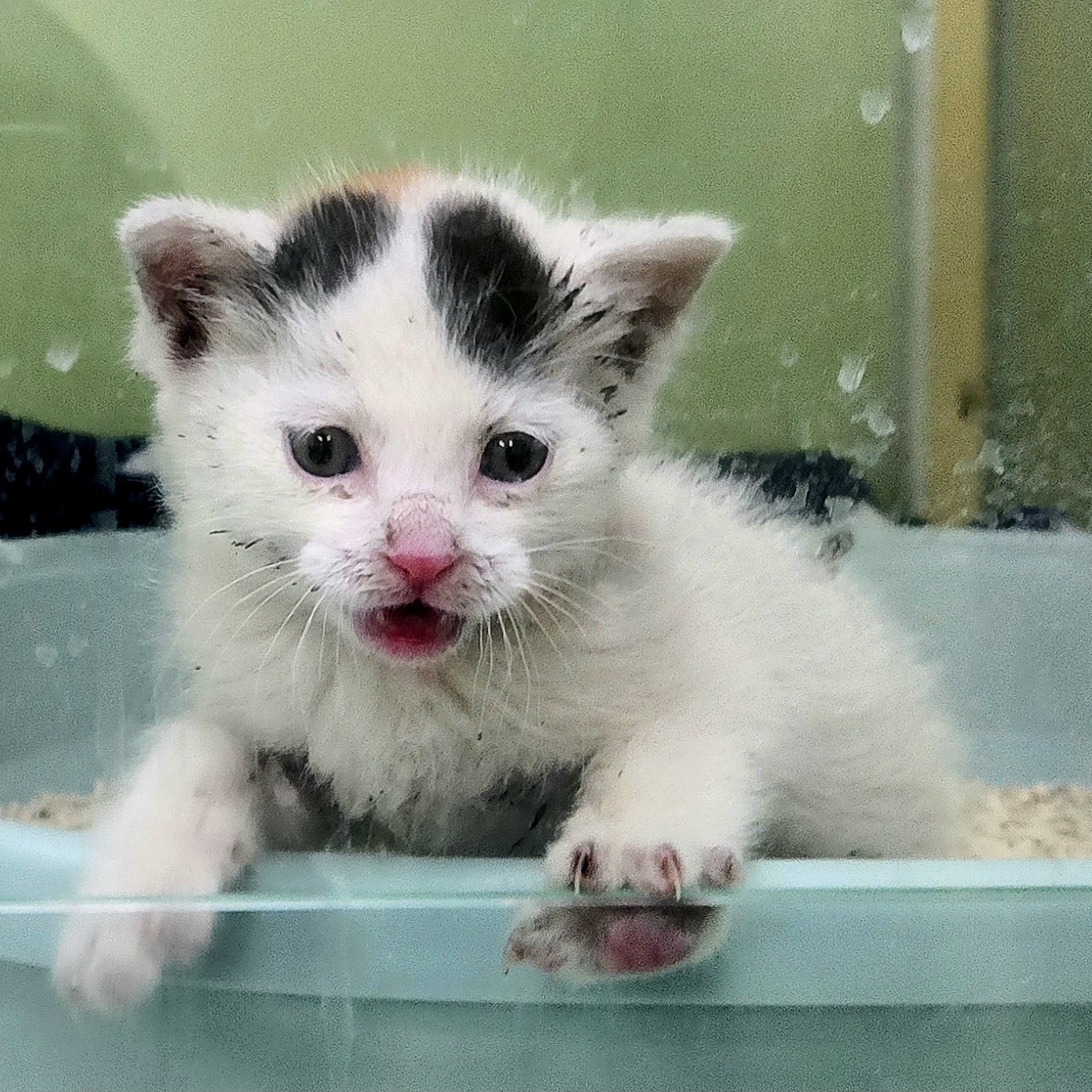 [고양이] 한국 고양이 경기-용인-2025-00221 유기동물 배경 이미지 입니다.
