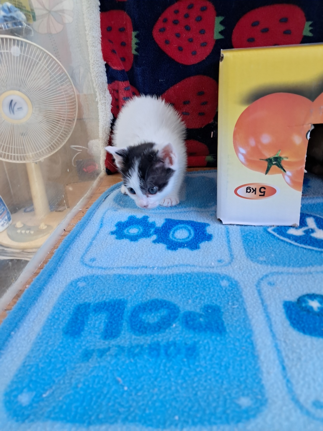 [고양이] 한국 고양이 울산-남구-2025-00155 유기동물 배경 이미지 입니다.