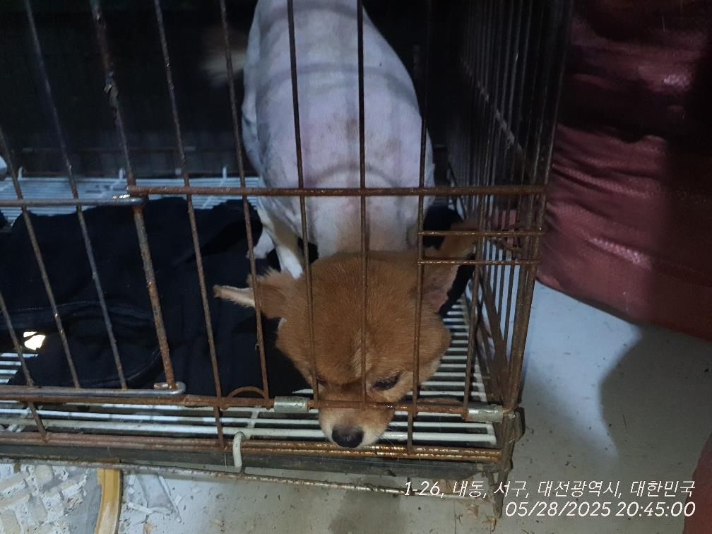 [개] 포메라니안 대전-서구-2025-00162 유기동물 배경 이미지 입니다.