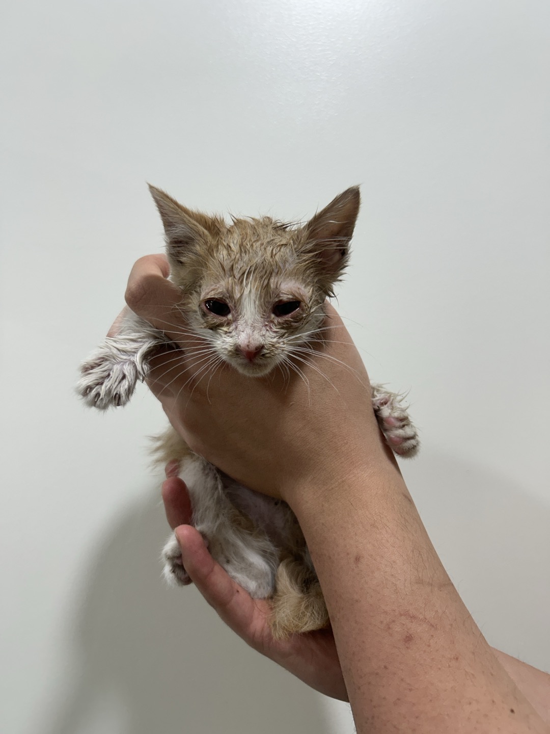 [고양이] 한국 고양이 전북-전주-2025-00437 유기동물 배경 이미지 입니다.
