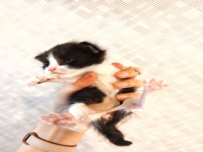 [고양이] 믹스묘 부산-해운대-2025-00161 유기동물 배경 이미지 입니다.