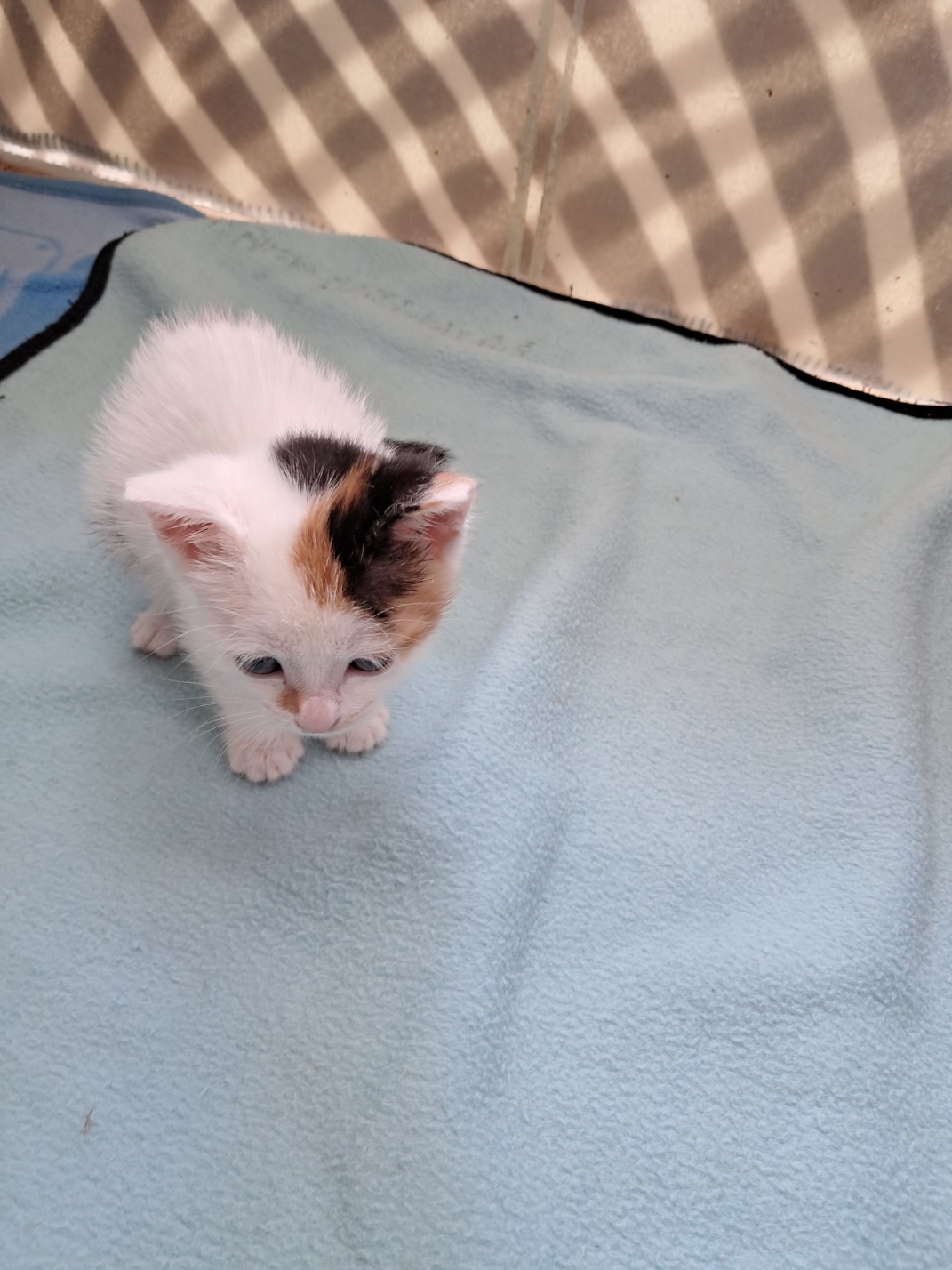 [고양이] 한국 고양이 울산-남구-2025-00154 유기동물 배경 이미지 입니다.