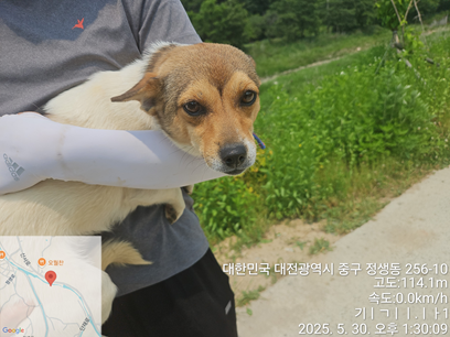 [개] 믹스견 대전-중구-2025-00087 유기동물 배경 이미지 입니다.
