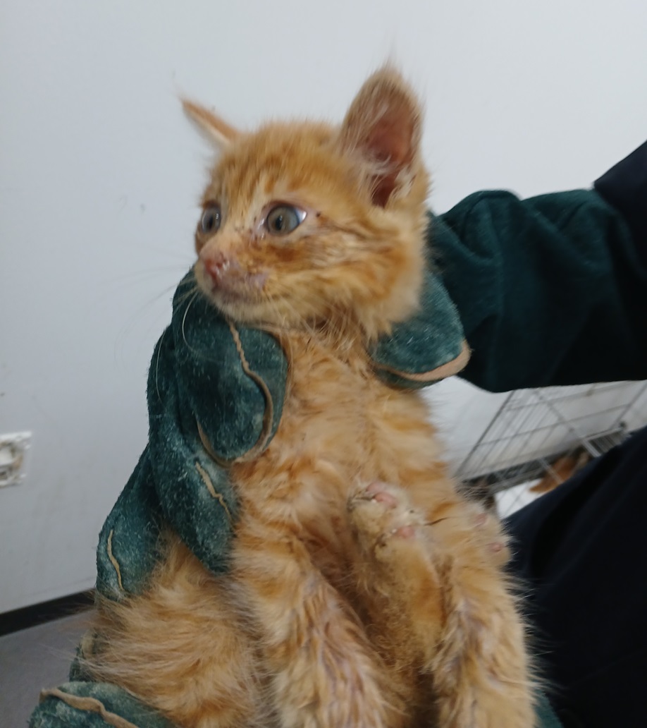 [고양이] 한국 고양이 경북-김천-2025-00173 유기동물 배경 이미지 입니다.