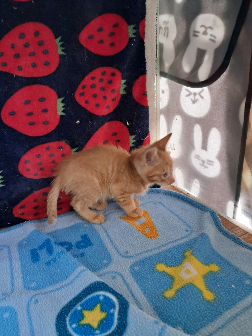 [고양이] 한국 고양이 울산-남구-2025-00156 유기동물 배경 이미지 입니다.