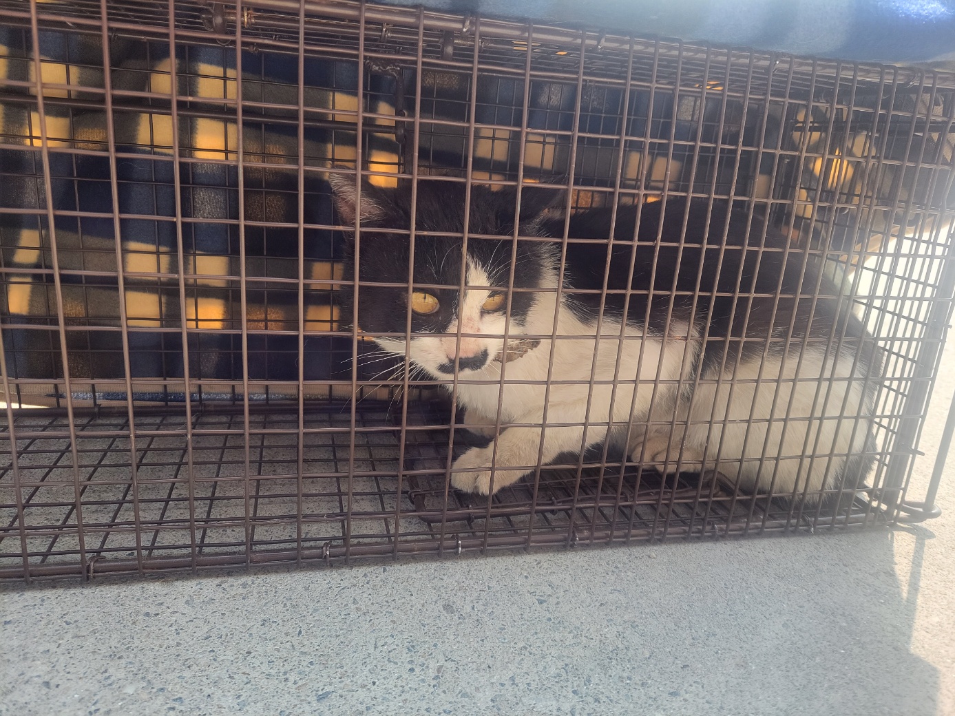 [고양이] 한국 고양이 경기-고양-2025-00386 유기동물 배경 이미지 입니다.