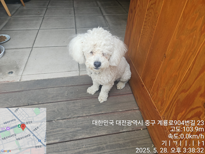 [개] 푸들 대전-중구-2025-00085 유기동물 배경 이미지 입니다.