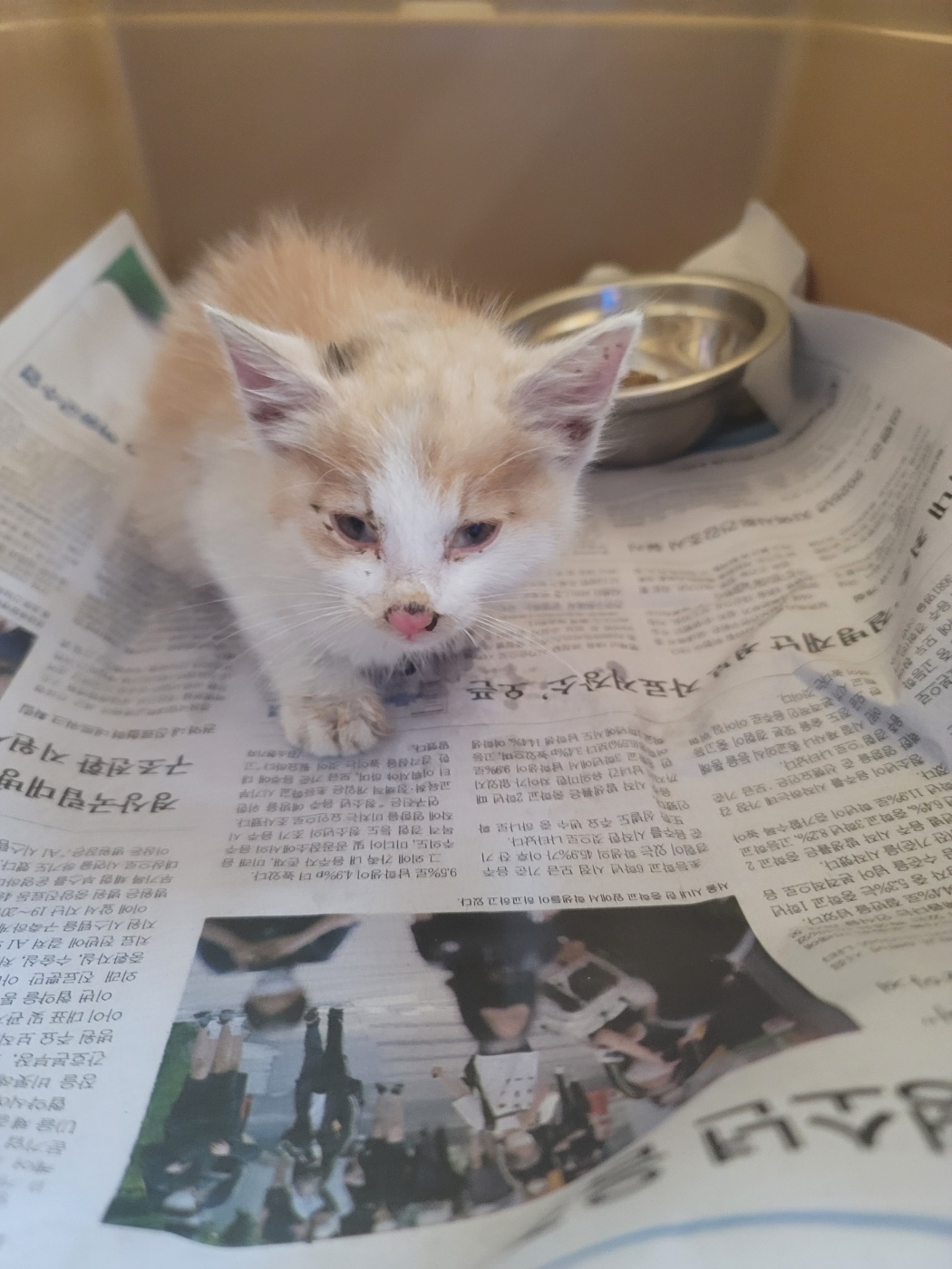 [고양이] 한국 고양이 경남-거제-2025-00215 유기동물 배경 이미지 입니다.