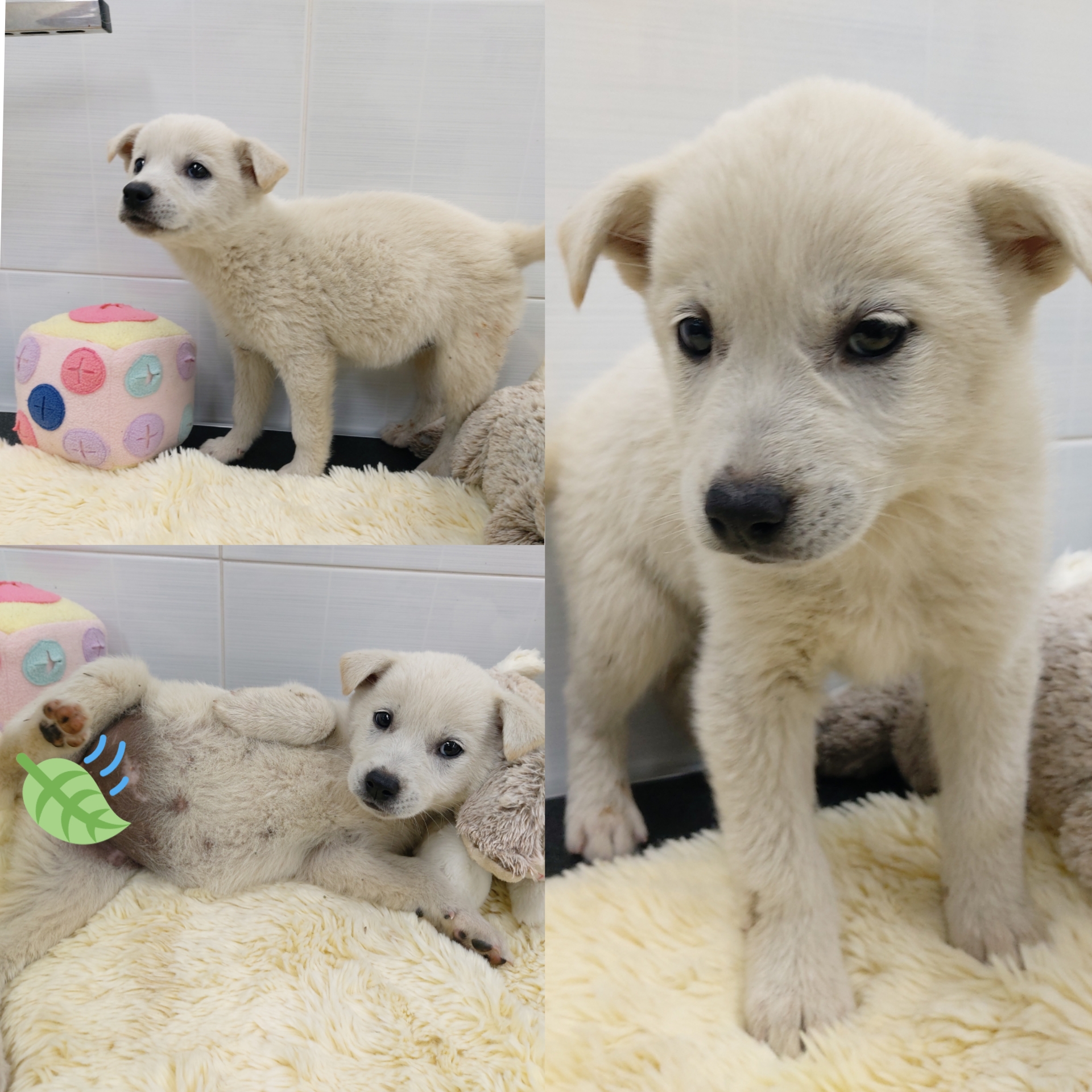 경주동물사랑보호센터_447505202500506