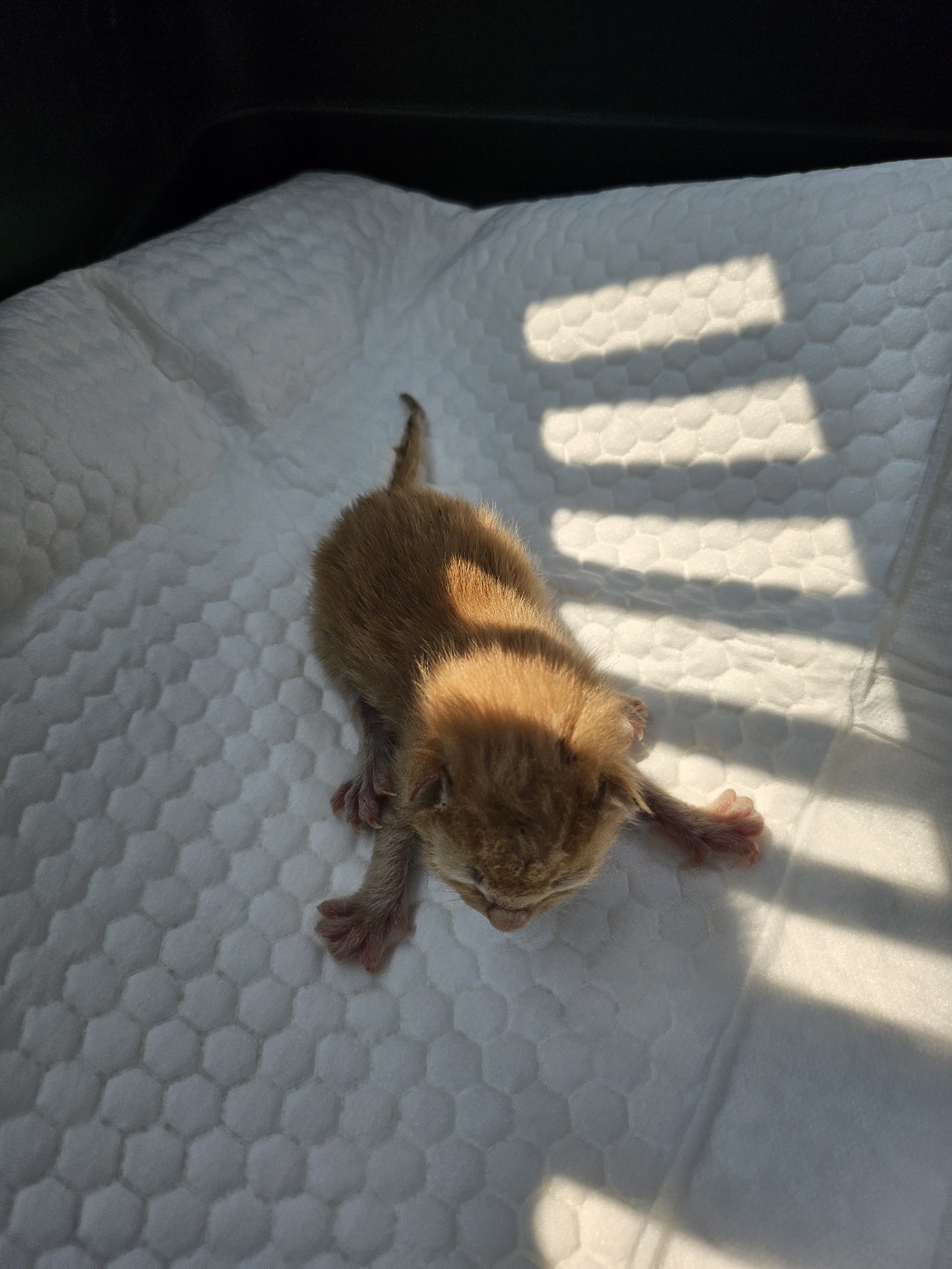 [고양이] 한국 고양이 전북-정읍-2025-00275 유기동물 배경 이미지 입니다.