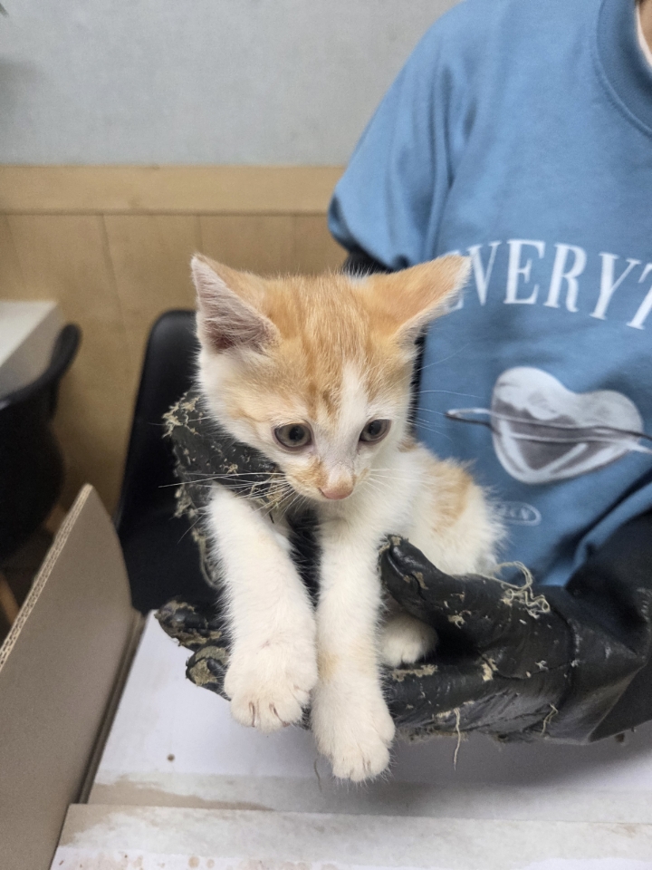[고양이] 한국 고양이 충북-영동-2025-00120 유기동물 배경 이미지 입니다.