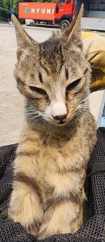 [고양이] 한국 고양이 충남-공주-2025-00156 유기동물 배경 이미지 입니다.