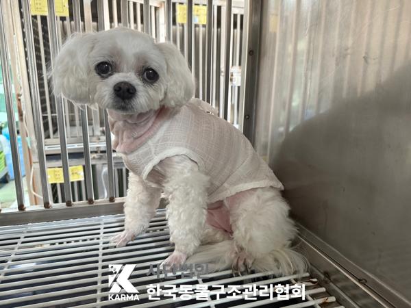 [개] 말티즈 서울-동대문-2025-00125 유기동물 배경 이미지 입니다.