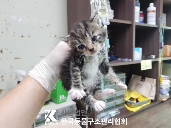 [고양이] 한국 고양이 경기-김포-2025-00424 유기동물 배경 이미지 입니다.
