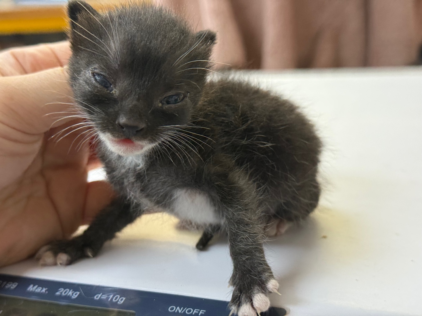 [고양이] 한국 고양이 광주-광산-2025-00210 유기동물 배경 이미지 입니다.