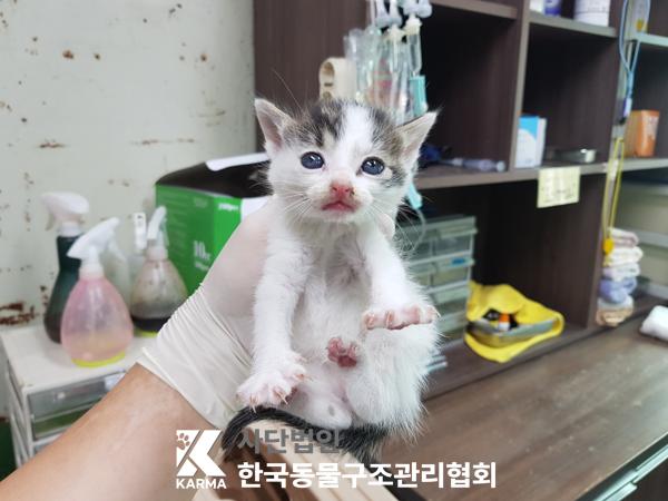 [고양이] 한국 고양이 경기-김포-2025-00425 유기동물 배경 이미지 입니다.
