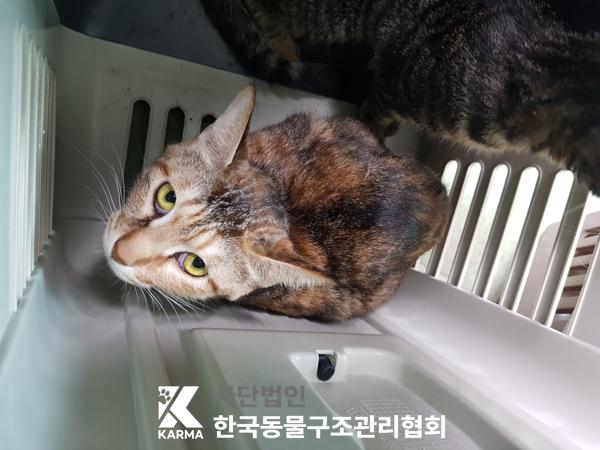 [고양이] 한국 고양이 경기-의정부-2025-00132 유기동물 배경 이미지 입니다.