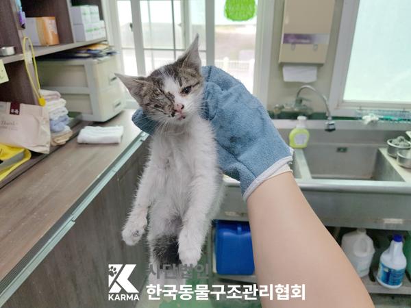 [고양이] 한국 고양이 서울-종로-2025-00046 유기동물 배경 이미지 입니다.