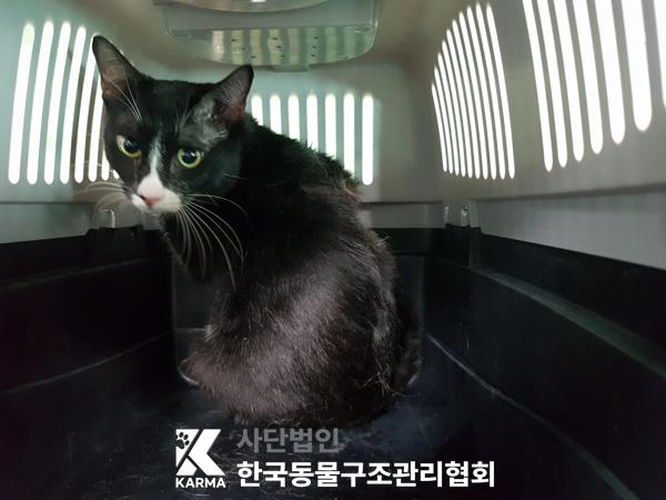 [고양이] 한국 고양이 경기-의정부-2025-00129 유기동물 배경 이미지 입니다.