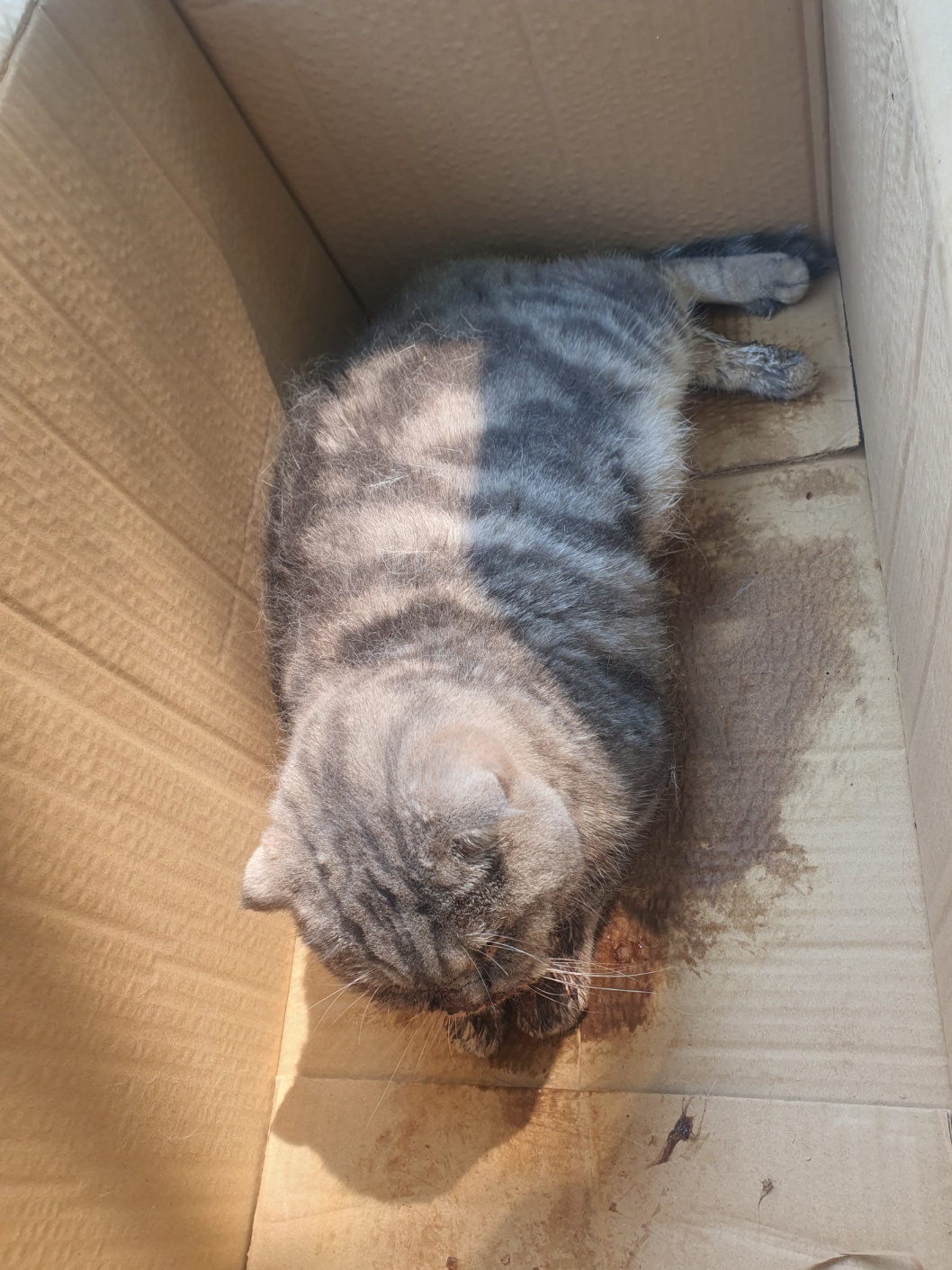 [고양이] 스코티시폴드 경기-화성-2025-00673 유기동물 배경 이미지 입니다.