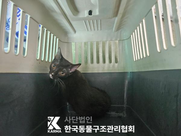 [고양이] 한국 고양이 경기-의정부-2025-00130 유기동물 배경 이미지 입니다.