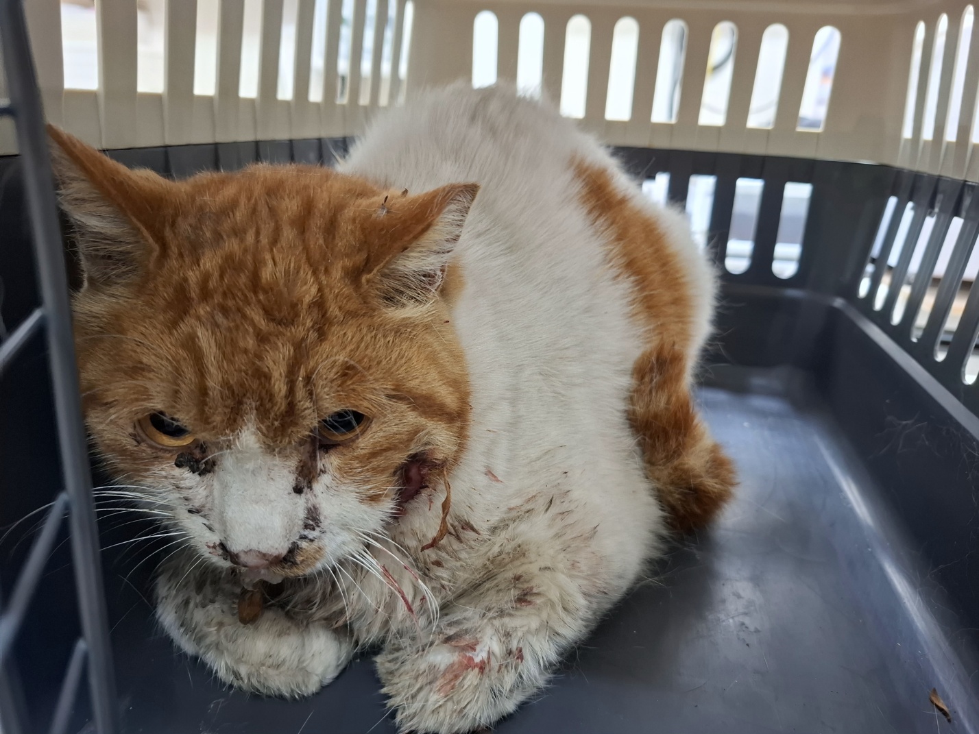 [고양이] 한국 고양이 전북-전주-2025-00442 유기동물 배경 이미지 입니다.