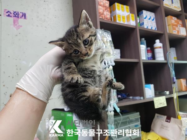 [고양이] 한국 고양이 서울-서초-2025-00041 유기동물 배경 이미지 입니다.