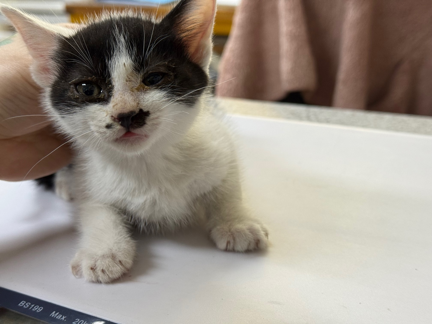 [고양이] 한국 고양이 광주-남구-2025-00140 유기동물 배경 이미지 입니다.