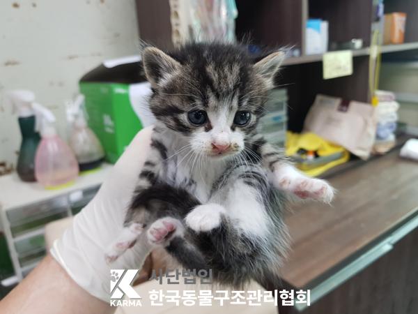 [고양이] 한국 고양이 경기-김포-2025-00422 유기동물 배경 이미지 입니다.