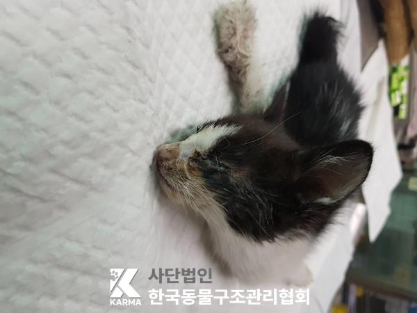 [고양이] 한국 고양이 서울-서대문-2025-00066 유기동물 배경 이미지 입니다.