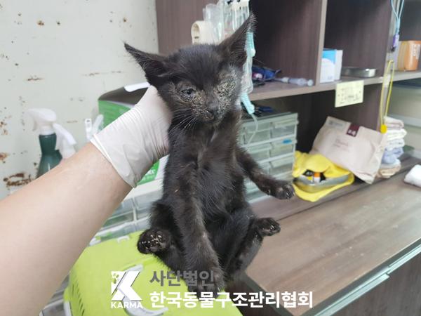 [고양이] 한국 고양이 경기-김포-2025-00421 유기동물 배경 이미지 입니다.