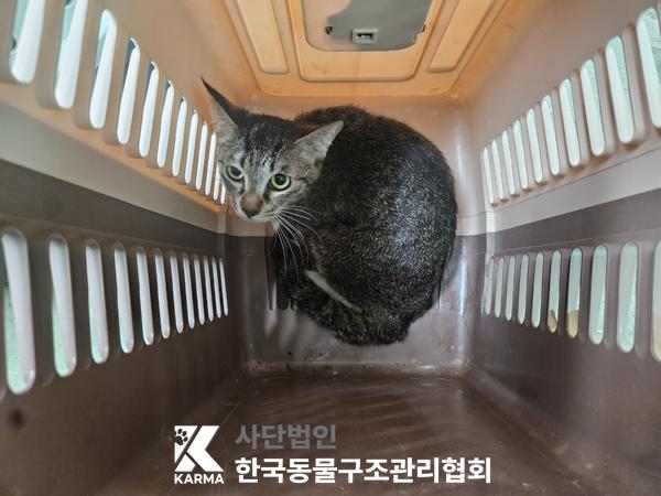 [고양이] 한국 고양이 경기-의정부-2025-00133 유기동물 배경 이미지 입니다.