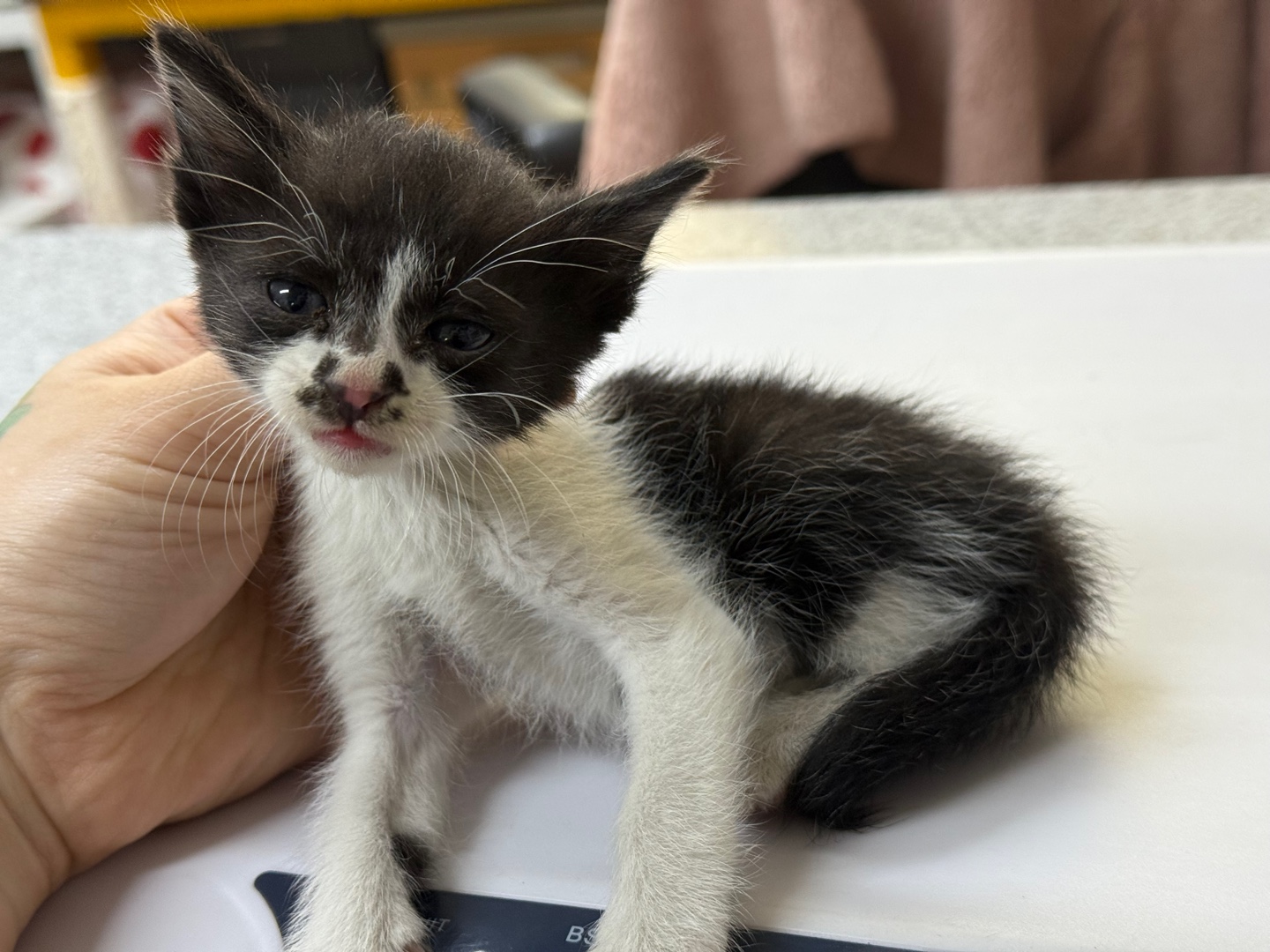 [고양이] 한국 고양이 광주-남구-2025-00141 유기동물 배경 이미지 입니다.