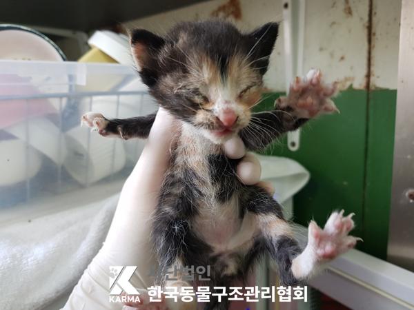 [고양이] 한국 고양이 서울-은평-2025-00103 유기동물 배경 이미지 입니다.